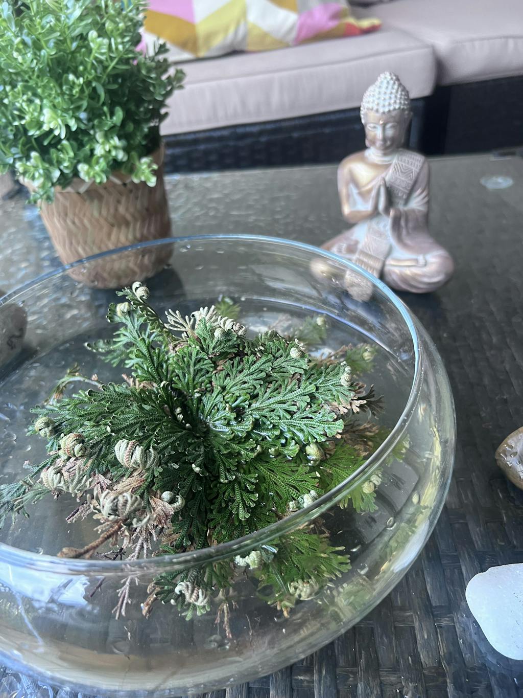 Jerico Flower Flor de Jerico