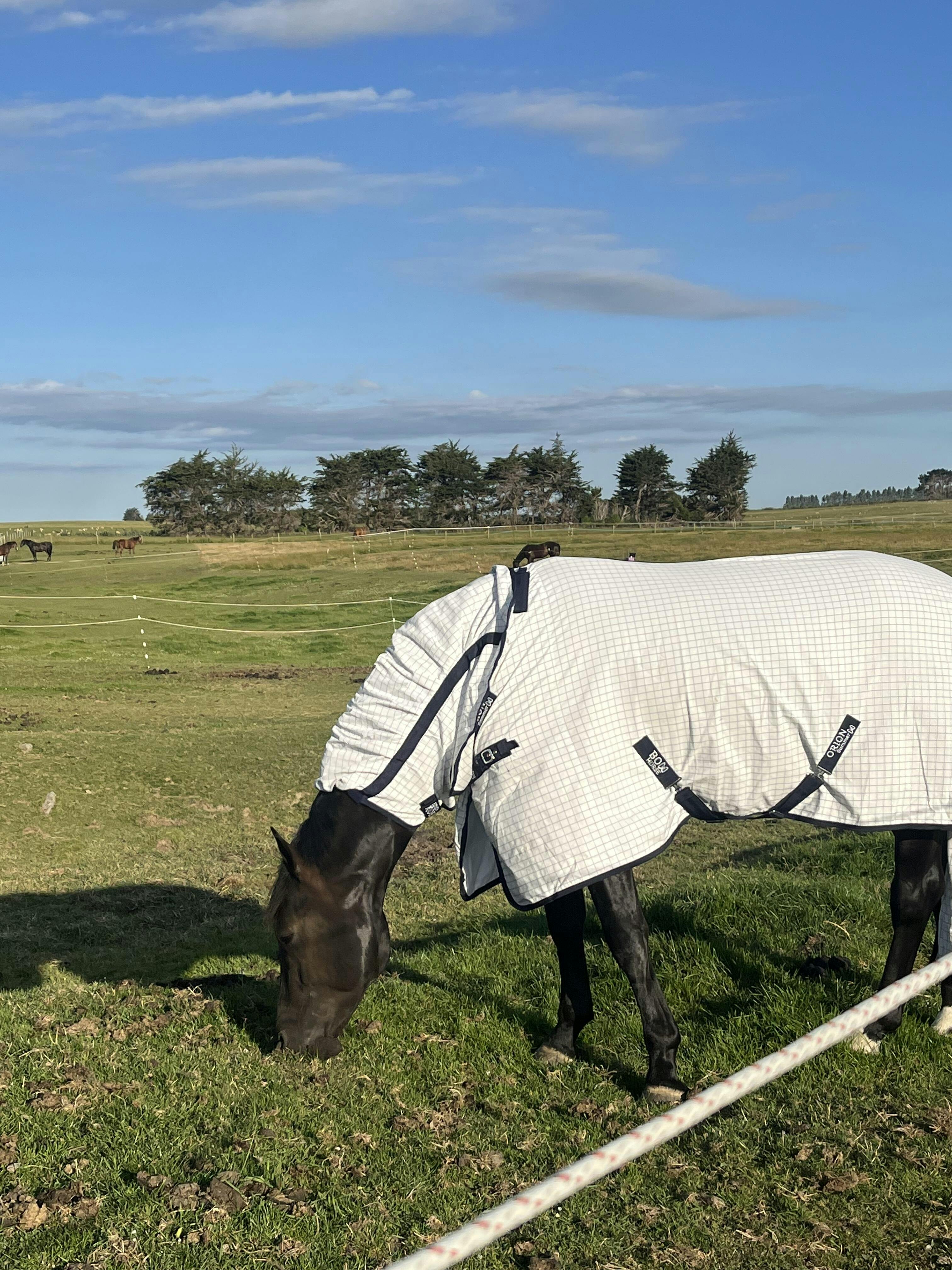 Orion Summer Rug Best Summer Horse Rugs Australia