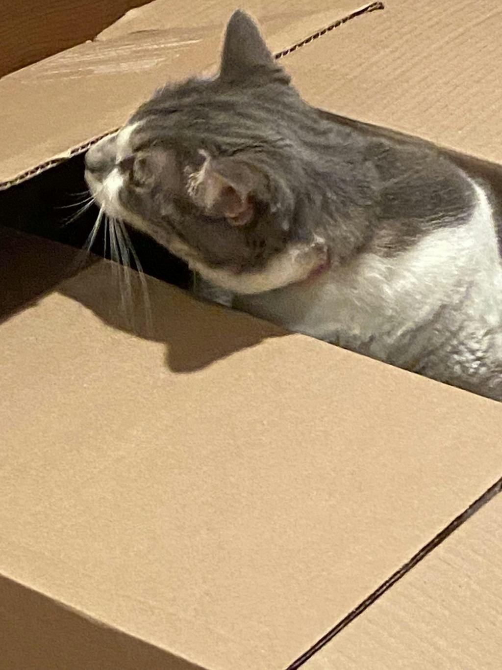 Boxscoop 2.0 The 6 second cat litter box Boxscoop Designs Inc.