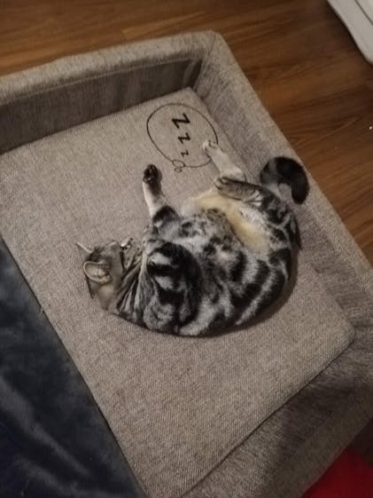 NOMIN ペットベッド | BRAIN SLEEP OFFICIAL SITE