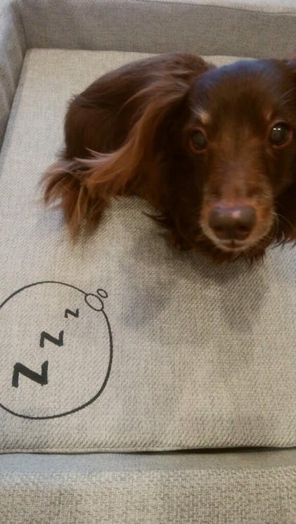 NOMIN ペットベッド | BRAIN SLEEP OFFICIAL SITE