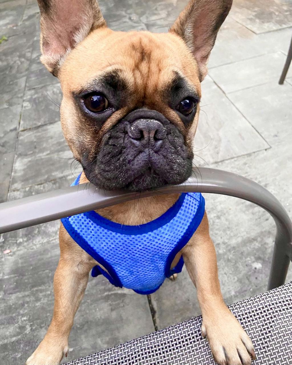 Dog Cooling Vest — GF PET® ICE VEST® with ELASTOFIT® Brave Bark GF