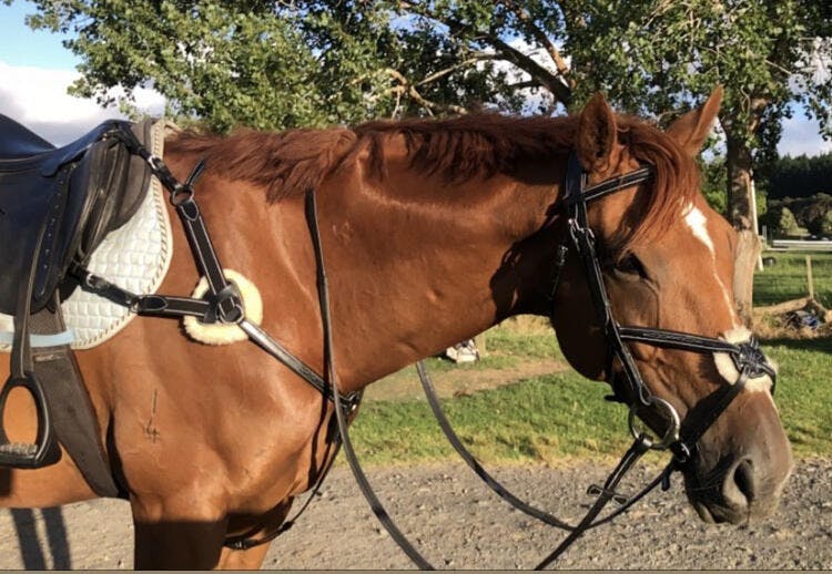 Mexican Bridle | Figure 8 Bridles For Sale - Bridles And Reins ...