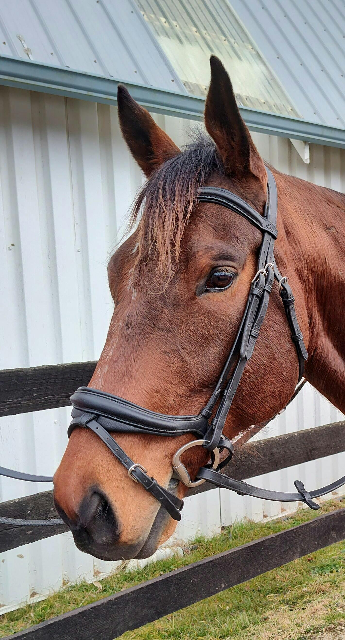 ExionPro 'Ursa' Anatomic Dressage Bridle | Dressage Bridles