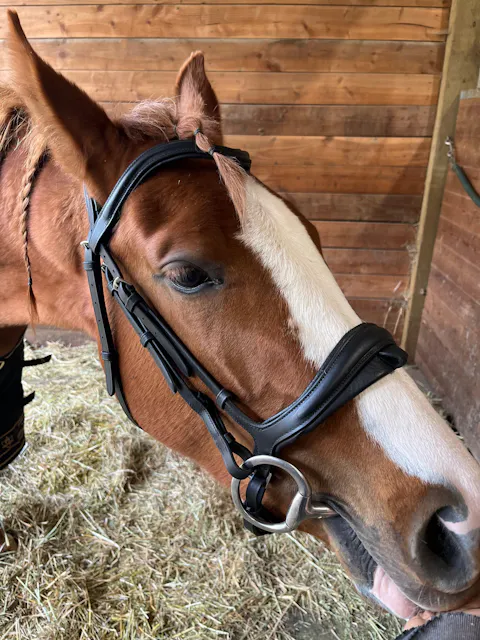 yEncase / Bridle (Black) - 構造体 ExionPro 'Ursa' Anatomic Dressage Bridle | Dressage Bridles