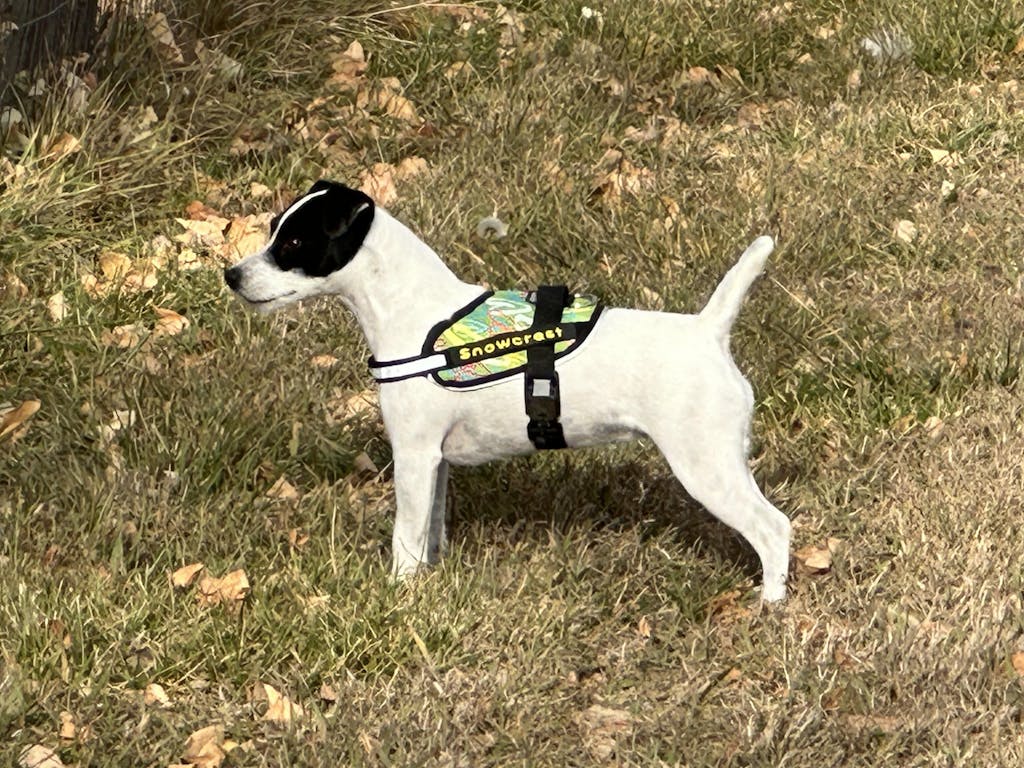 Small Breed Dog Harness 1520" Walking Harness for Long Body Dogs