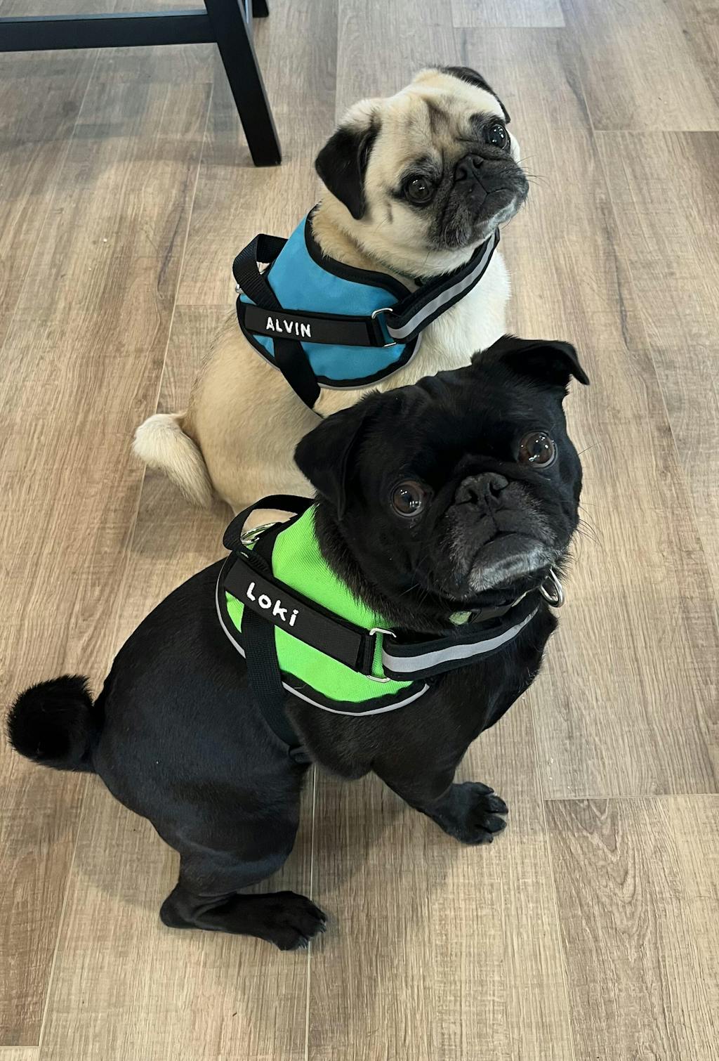 Small Comfortable Dog Vest Brilliant K9 Small Dog Harnesses BrilliantK9