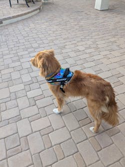 BrilliantK9 Ergonomic Dog Harness Lucy Medium