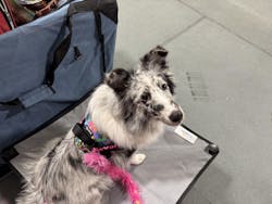 BrilliantK9 Ergonomic Dog Harness Small Dogs 10 to 20 lbs