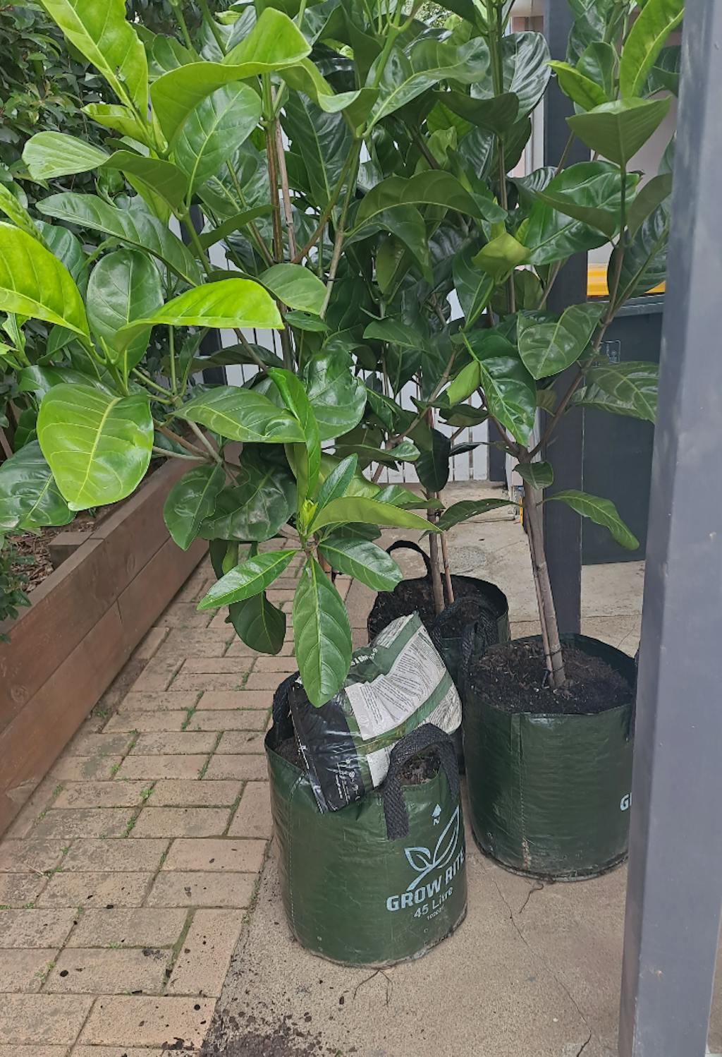 Buy Native Gardenia Randia Fitzalanii Online Brisbane Plant Nursery