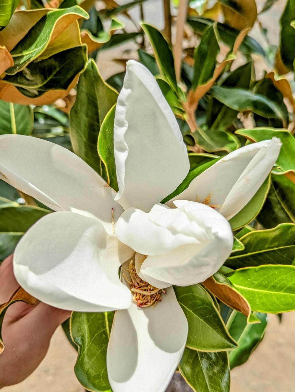 Magnolia Grandiflora Little Gem Tree Brisbane Plant Nursery