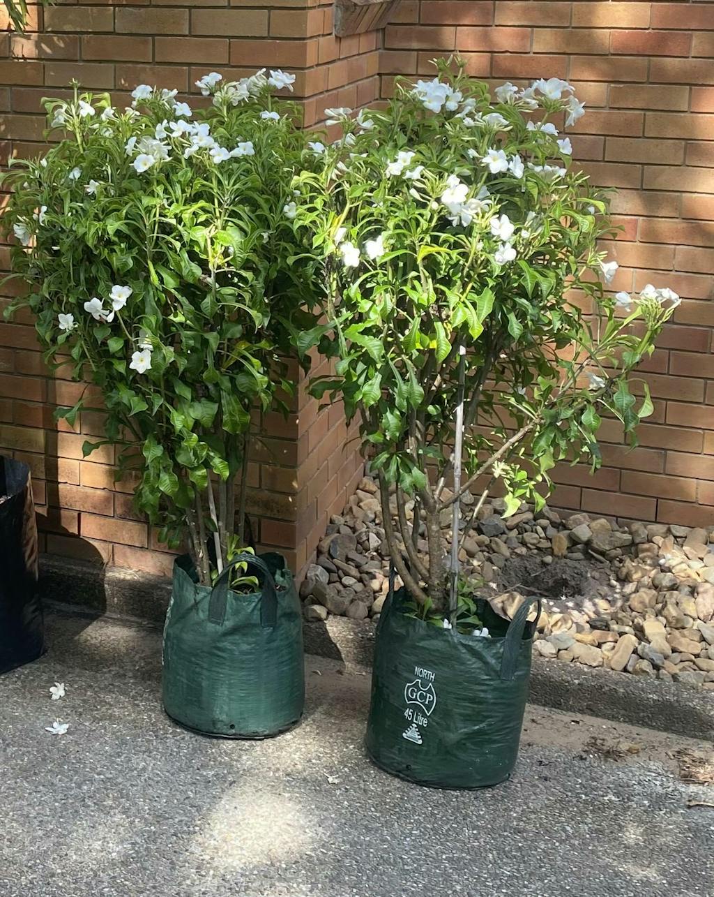 Buy Evergreen Frangipani Plant Brisbane Plant Nursery