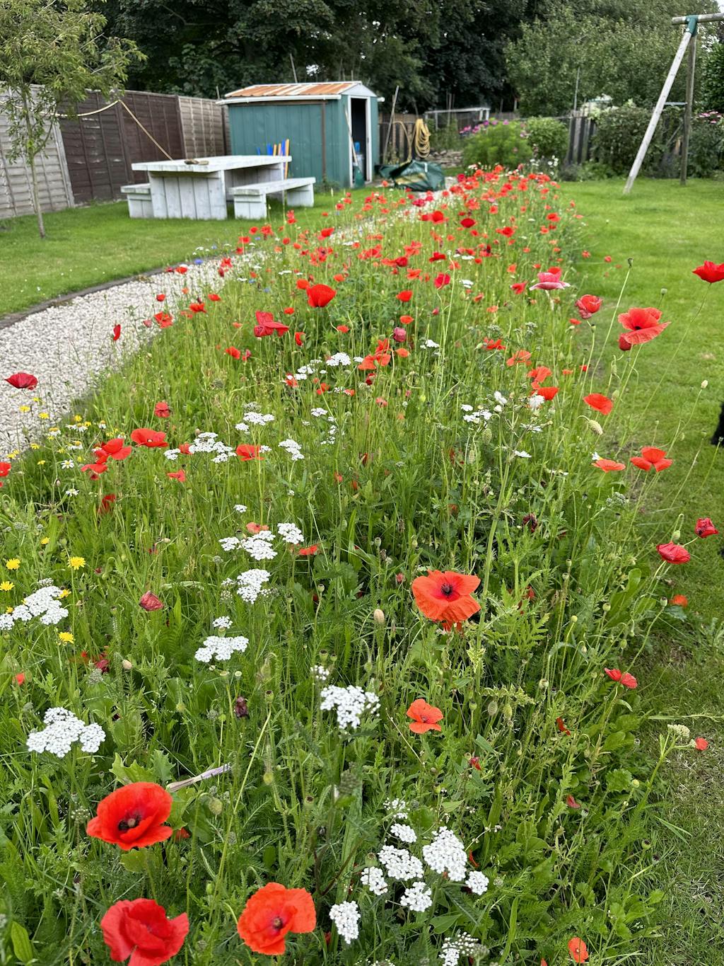 Special Meadow Mix Wildflower Seed Packets British Wildflower Seeds