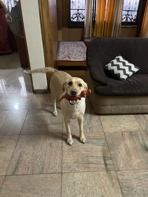 ADULT - Chicken Recipe