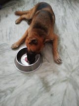 Mackerel With Salmon & Vegetables