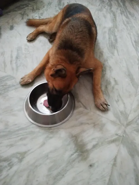Mackerel With Salmon & Vegetables