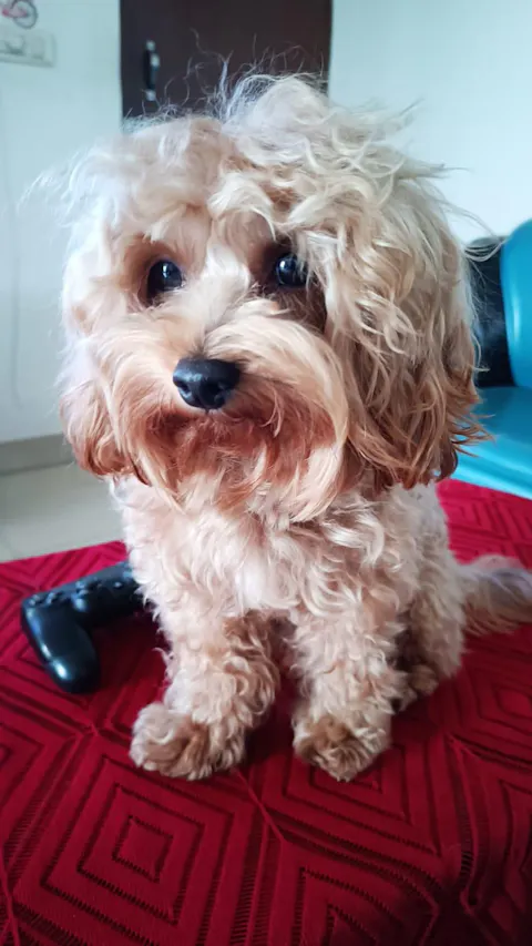 Taster Bundle(Adult)