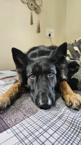 Puppy & Junior - Best Before April 2026