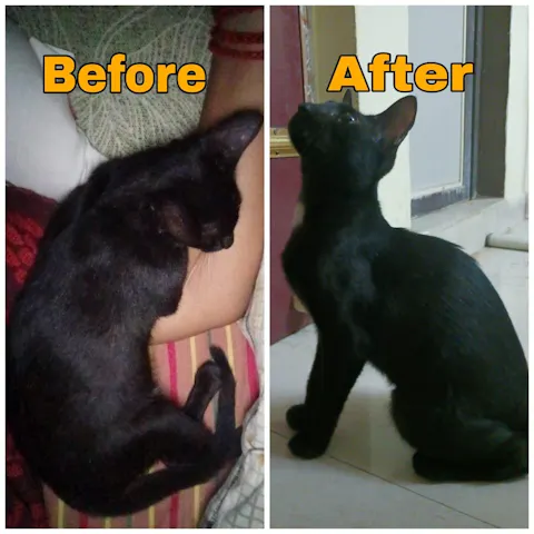 Dehydrated Chicken Liver