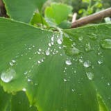 Automatic Citrus Juicer