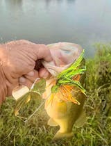 Buck Tail Buzz Baits (Gold Plated Blades)