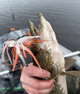 “The Old Timer” 3/8-oz Buck Tail Clatter Baits