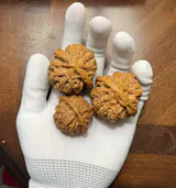 Thick Ridge Walnuts
