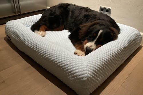 Large Buddy Bed