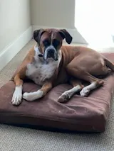 Probiotic + Prebiotic for Dogs