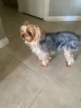 Probiotic + Prebiotic for Dogs