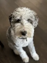 Probiotic + Prebiotic for Dogs