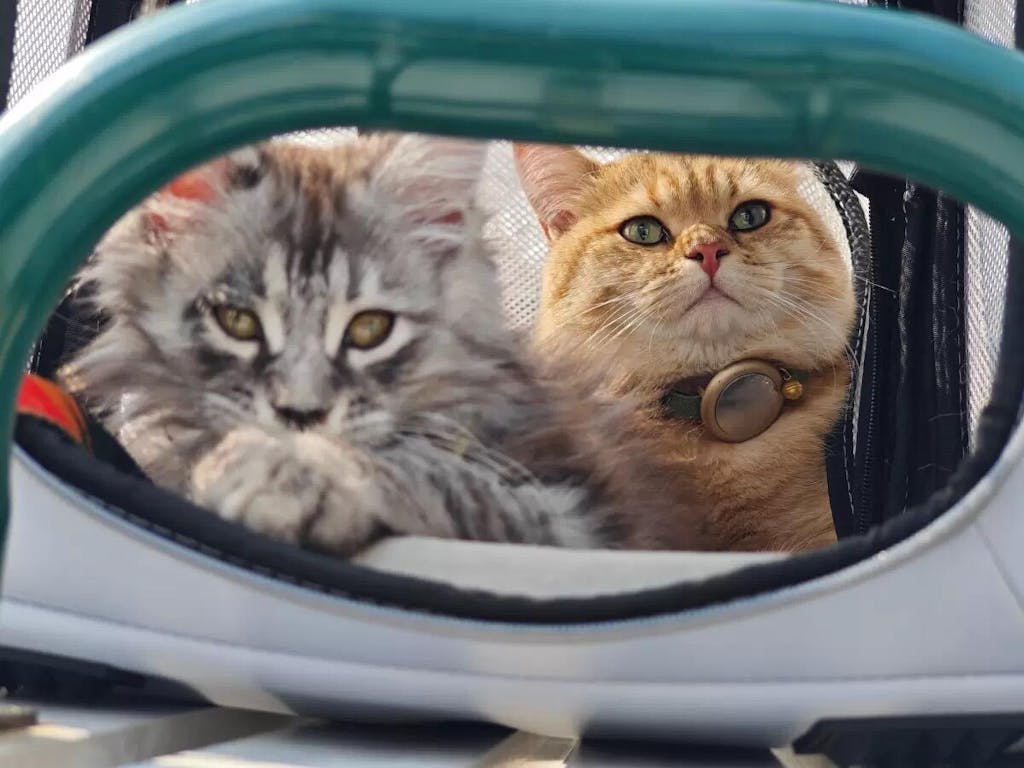 AirTag Holder + Tag Collar Set