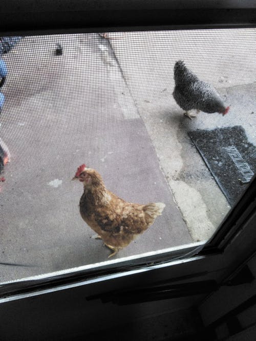 Herb Supplement For Backyard Chickens