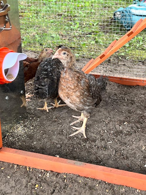 Herb Supplement For Backyard Chickens