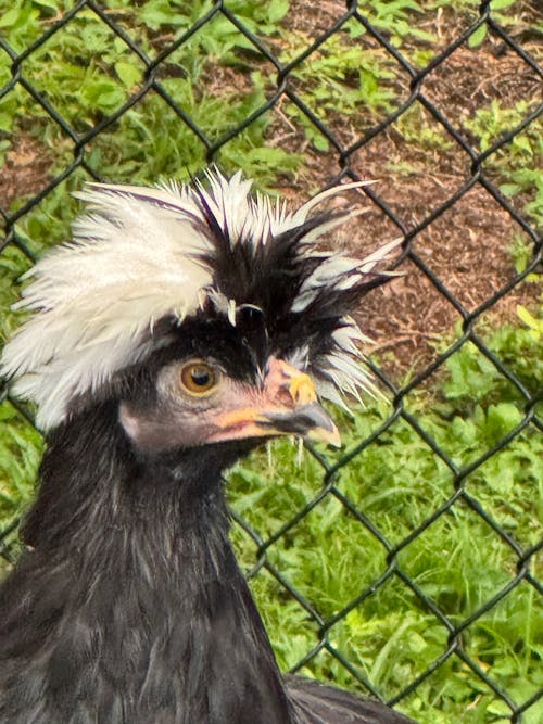 Herb Supplement For Backyard Chickens