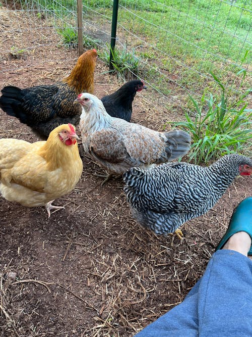 Herb Supplement For Backyard Chickens