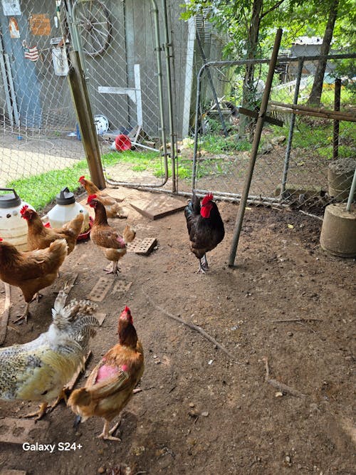 Herb Supplement For Backyard Chickens
