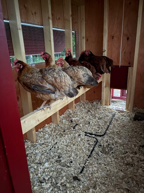 Herb Supplement For Backyard Chickens