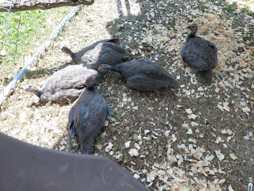 Herb Supplement For Backyard Chickens