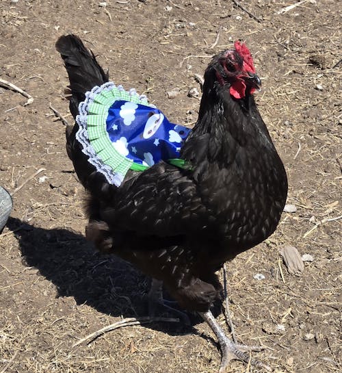 Herb Supplement For Backyard Chickens