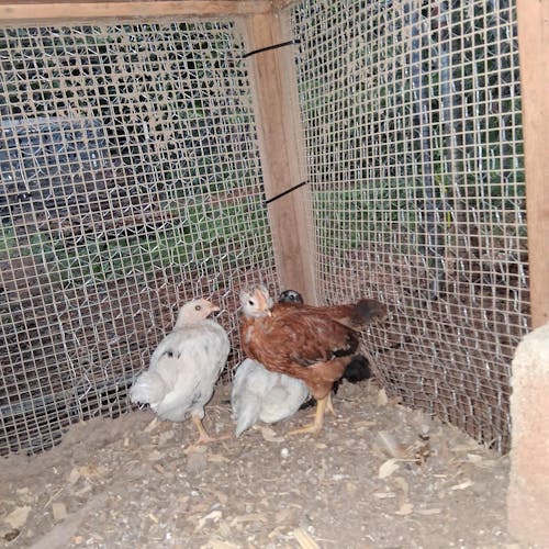 Herb Supplement For Backyard Chickens