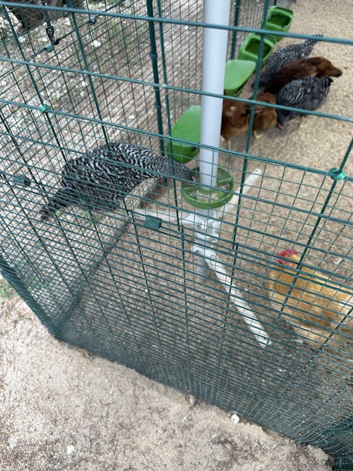 Herb Supplement For Backyard Chickens