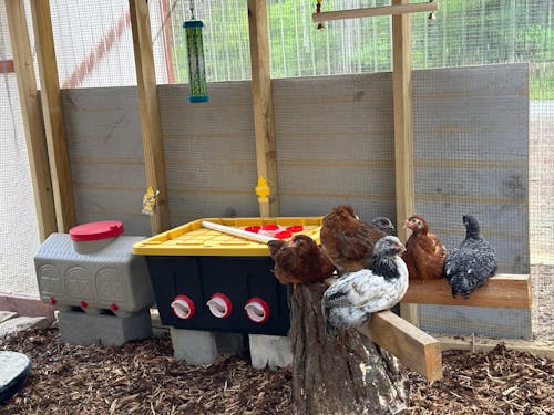 Herb Supplement For Backyard Chickens