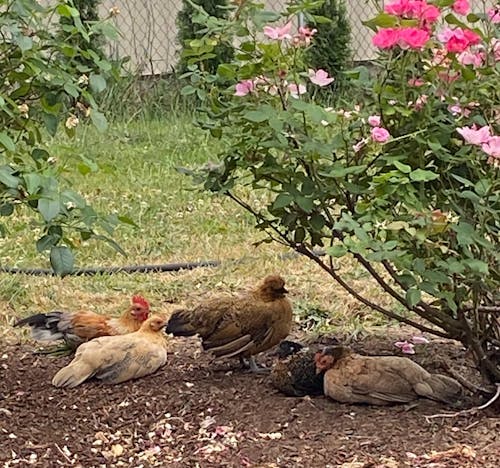 CoopShield—Herbal Pest Defense for Chickens