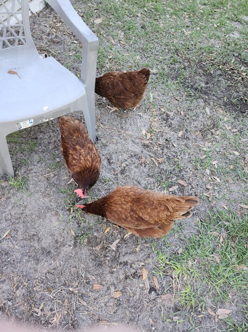Herb Supplement For Backyard Chickens