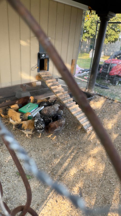Herb Supplement For Backyard Chickens