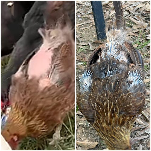 Herb Supplement For Backyard Chickens