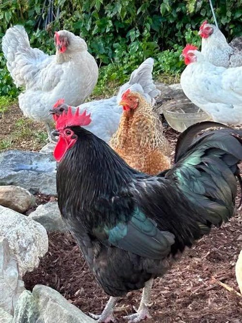 Herb Supplement For Backyard Chickens