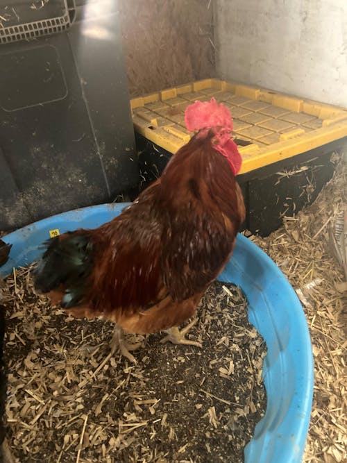 Herb Supplement For Backyard Chickens