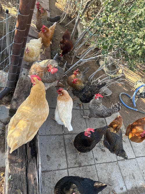 Herb Supplement For Backyard Chickens